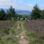 Promenade  cheval et poneys - Montselgues - Ardche