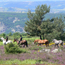 Promenade  cheval et poneys - Montselgues - Ardche
