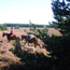 Promenade  cheval et poneys - Montselgues - Ardche