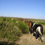 Promenade  cheval et poneys - Montselgues - Ardche