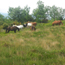 Promenade  cheval et poneys - Montselgues - Ardche