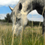 Promenade  cheval et poneys - Montselgues - Ardche