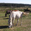 Promenade  cheval et poneys - Montselgues - Ardche