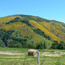 Promenade  cheval et poneys - Montselgues - Ardche