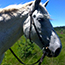 Promenade  cheval et poneys - Montselgues - Ardche