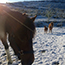 Promenade  cheval et poneys - Montselgues - Ardche